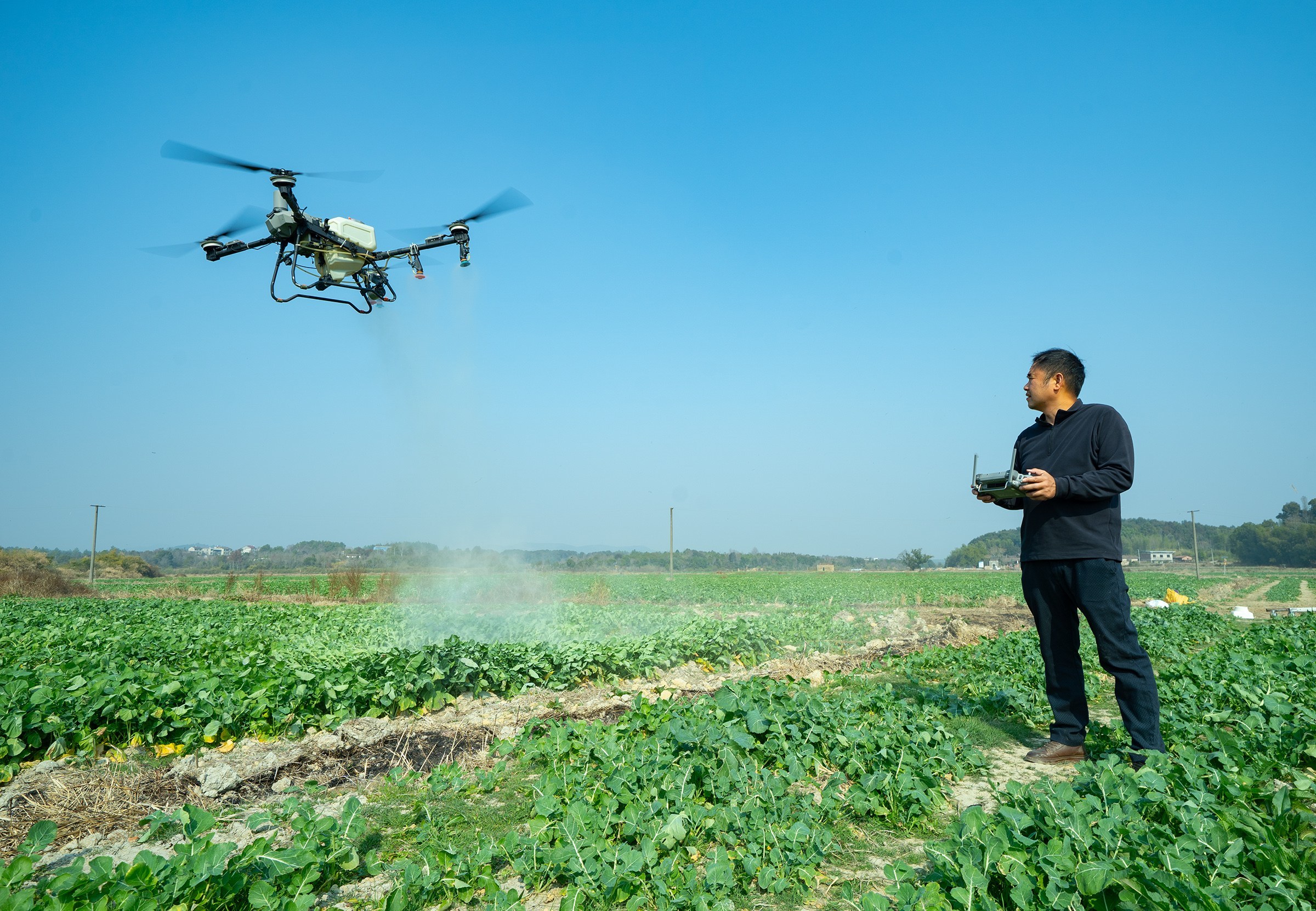 千亩油菜如何安全过冬？金溪农技专家下田“开方”送暖
