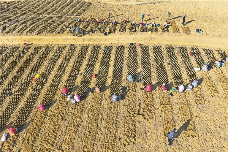 都昌县：油茶育苗（图）