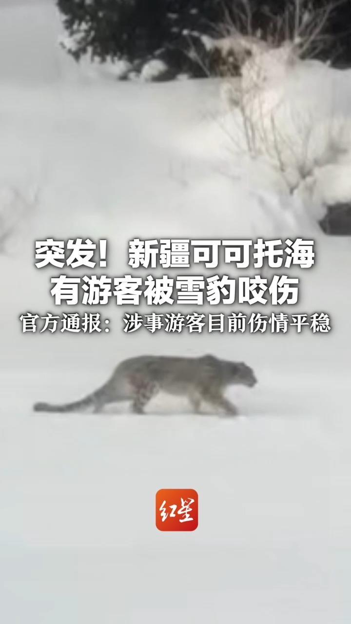 突发！新疆可可托海有游客被雪豹咬伤 该景区曾发布雪豹出没提醒 官方通报：涉事游客目前伤情平稳