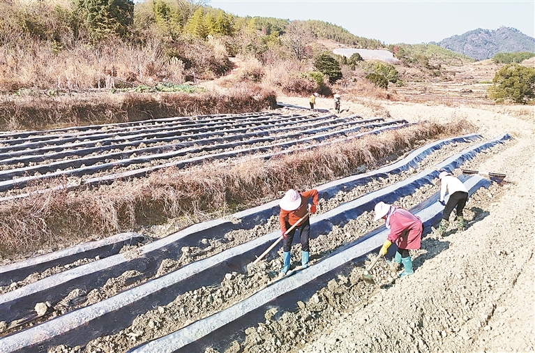 会昌县：抢抓农时忙冬种（图）