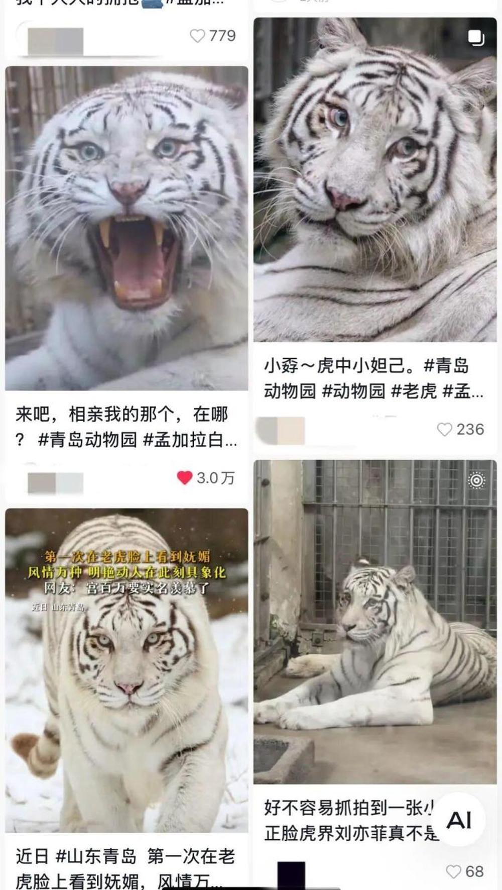 白皮肤、大眼睛、小翘鼻，山东一动物园老虎因美貌火出圈_凤凰网