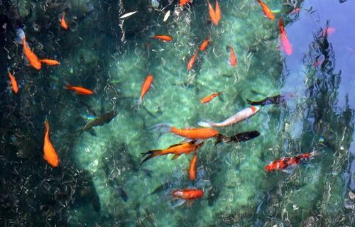 在济南市玛瑙泉,鱼儿在清澈的泉水中游动。新华社记者 徐速绘 摄