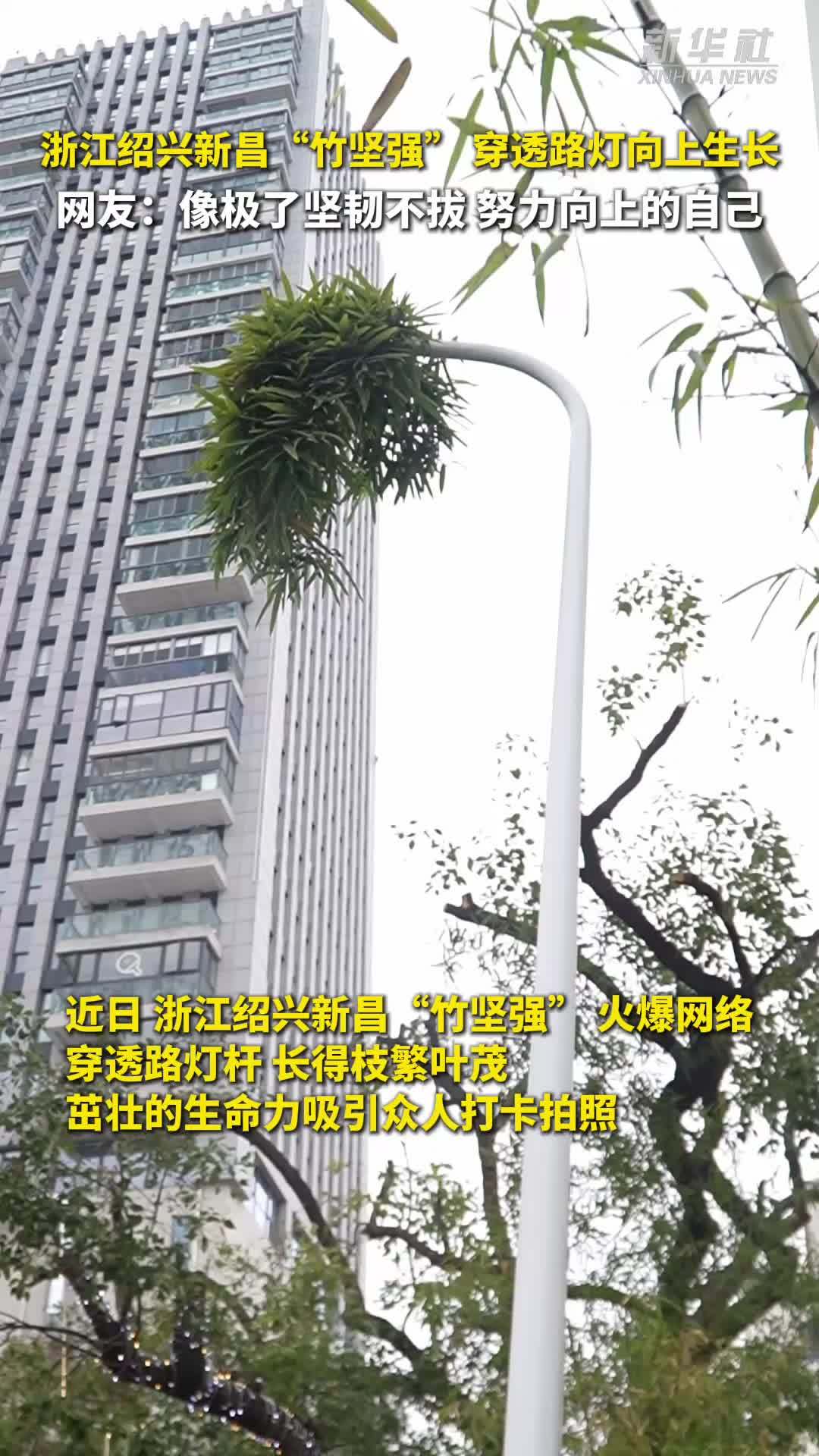 秀我中国｜浙江绍兴新昌“竹坚强”穿透路灯向上生长