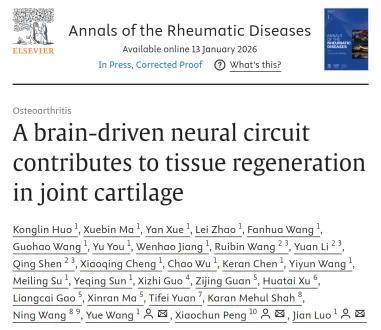 破局关键:绘制大脑调控关节软骨再生的“神经调控图谱”