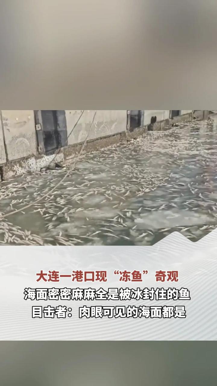 大连一港口现“冻鱼”奇观 海面密密麻麻全是被冰封住的鱼 目击者：肉眼可见的海面都是