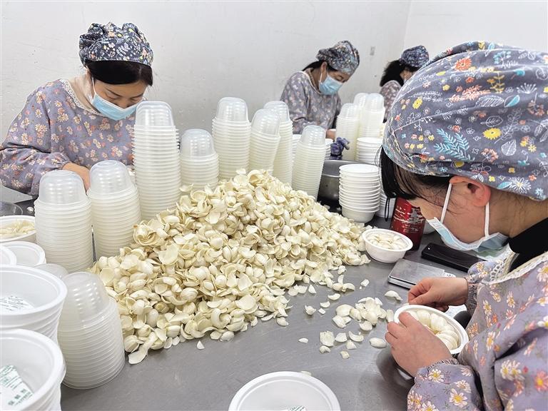 工人们包装散片百合