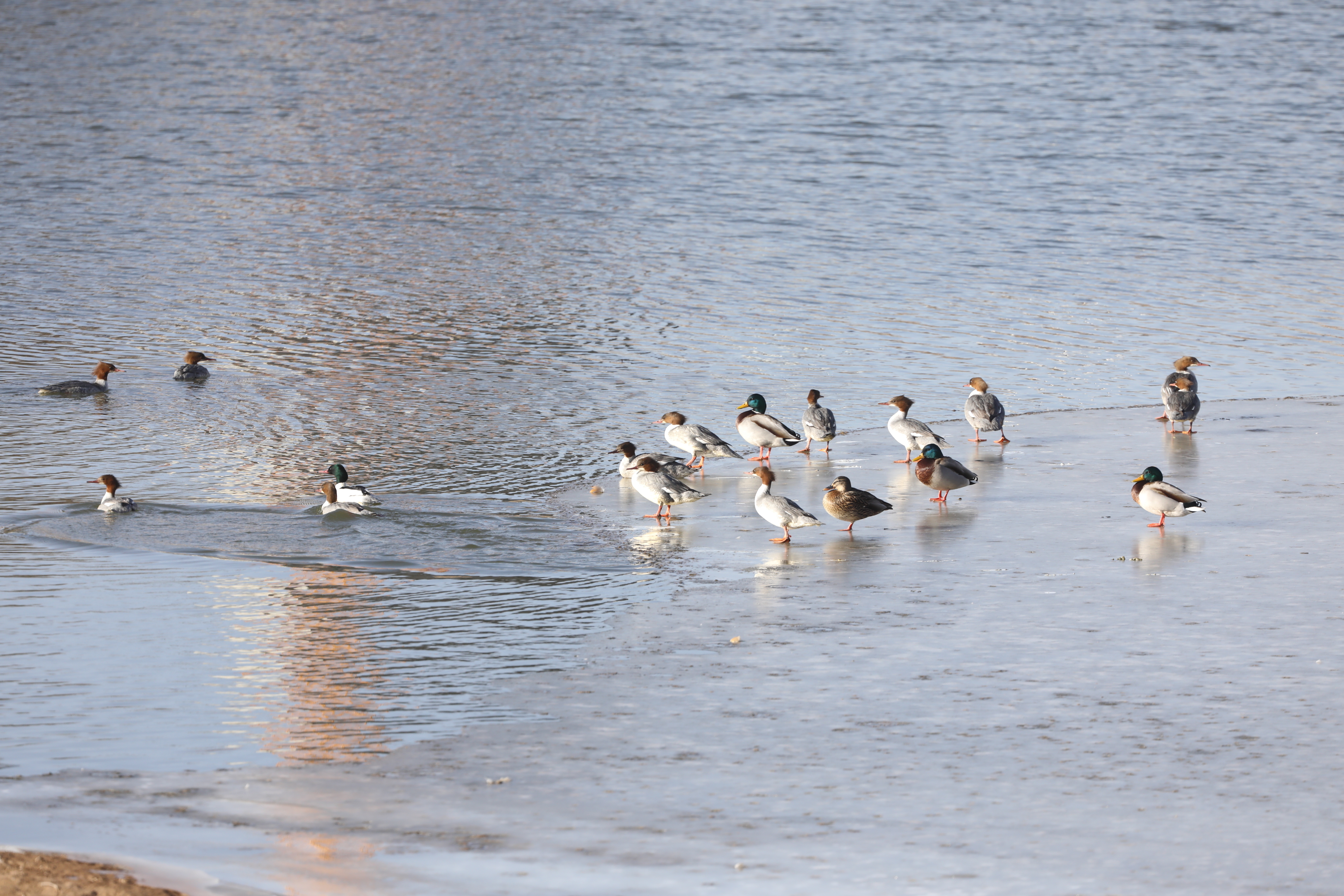 在秦王川国家湿地公园栖息的候鸟