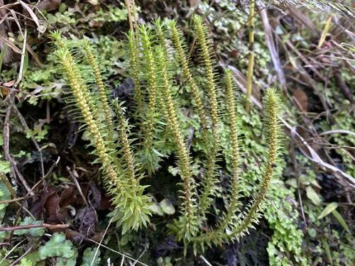 保护区发现的四川石杉居群