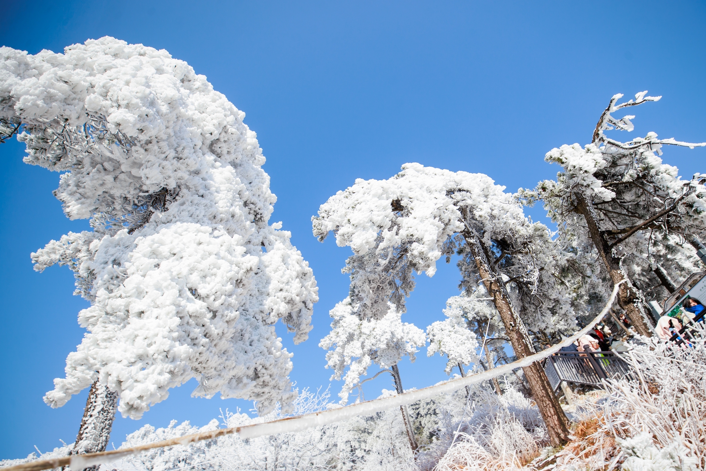 ▲1月22日，小天池景点松针负雪，枝垂如冰帘垂幕。