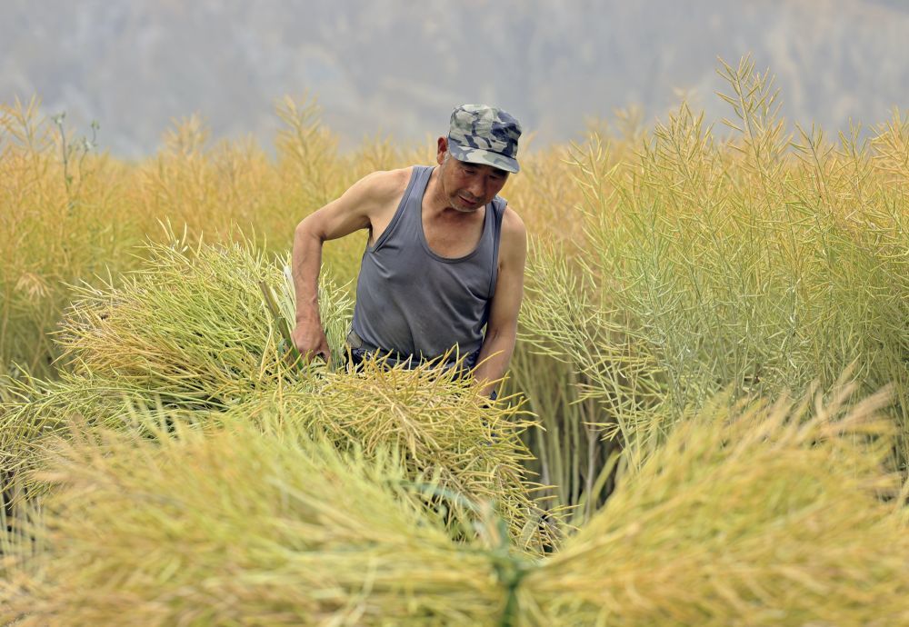 2025年5月23日,甘肃省陇南市武都区角弓镇,农民在田间收割油菜籽。冉创昌 摄