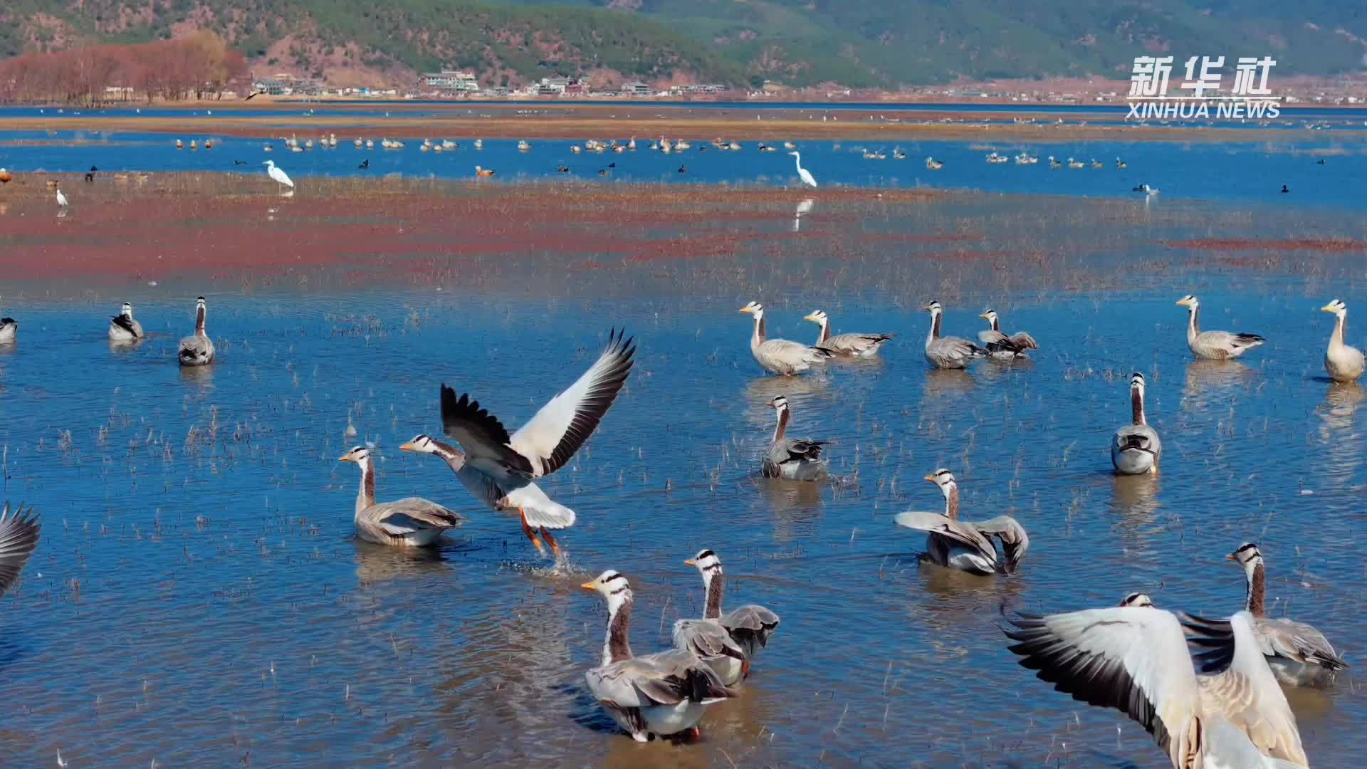 云南拉市海迎最佳候鸟观赏季