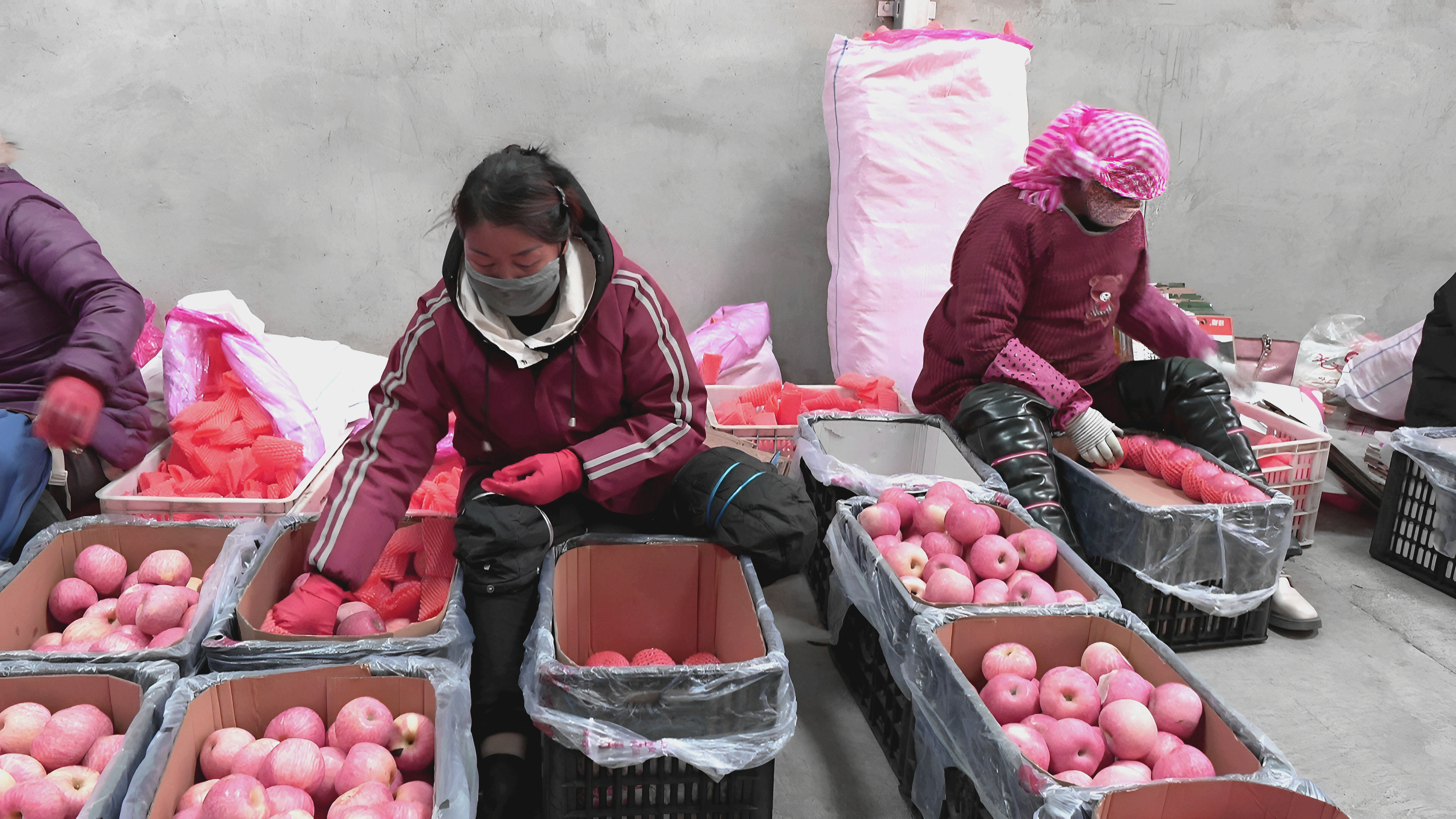 图片 (2)分选苹果.jpg