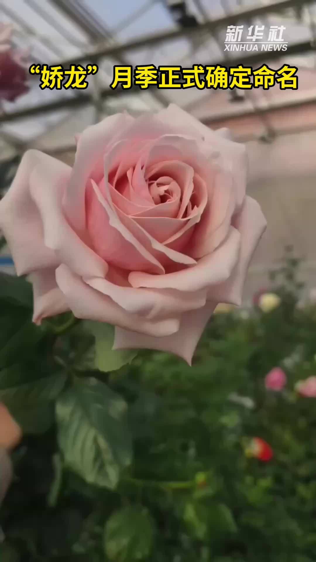 “娇龙”月季正式确定命名