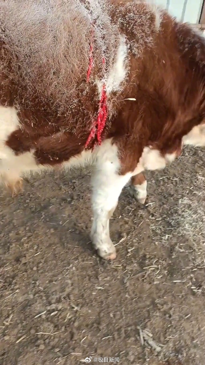 村民称东北虎下山捕食抓伤自家牛