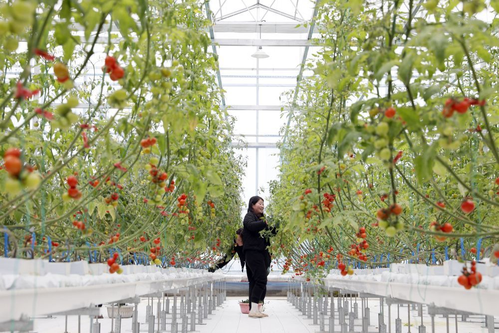 2025年3月6日,在甘肃省陇南市徽县泥阳省级现代农业示范园区智能温室里,工作人员采摘樱桃西红柿。冉创昌 摄