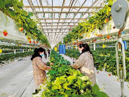1月15日，雄安新区高宇农业园的玻璃温室内，工作人员正在采摘草莓。 本报见习记者 康晓博摄