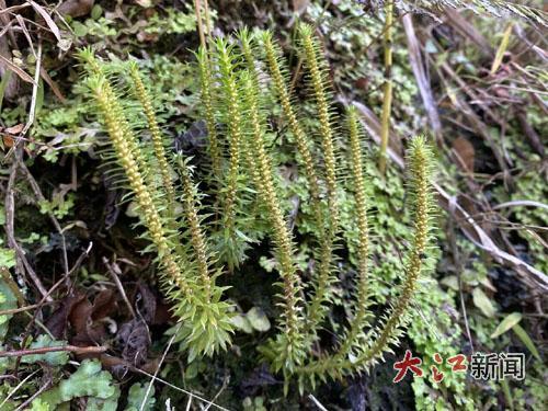 保护区发现的四川石杉居群