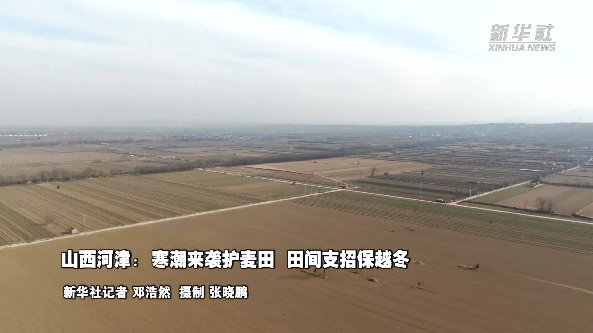 山西河津：寒潮来袭护麦田  田间支招保越冬