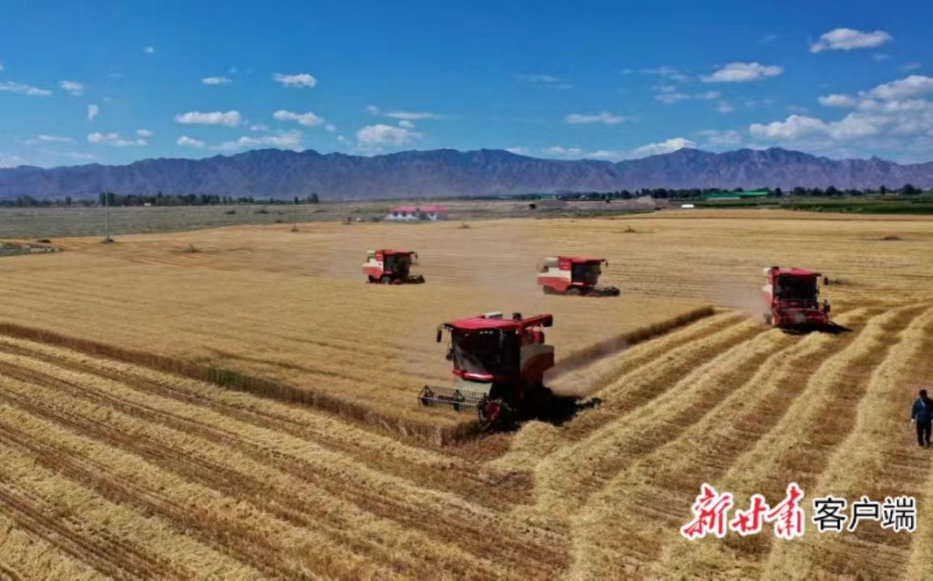 2025年，金昌粮食作物实现丰产丰收。（资料图）图片由金昌市农业农村局提供