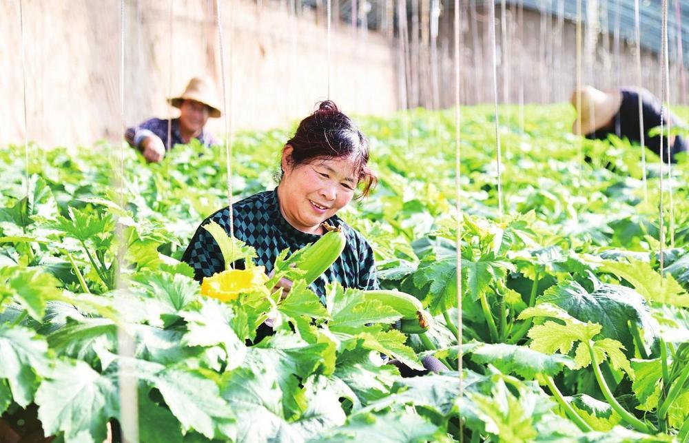 榆中县城关镇李家庄村的日光温室大棚里,农户们正在采摘番瓜。