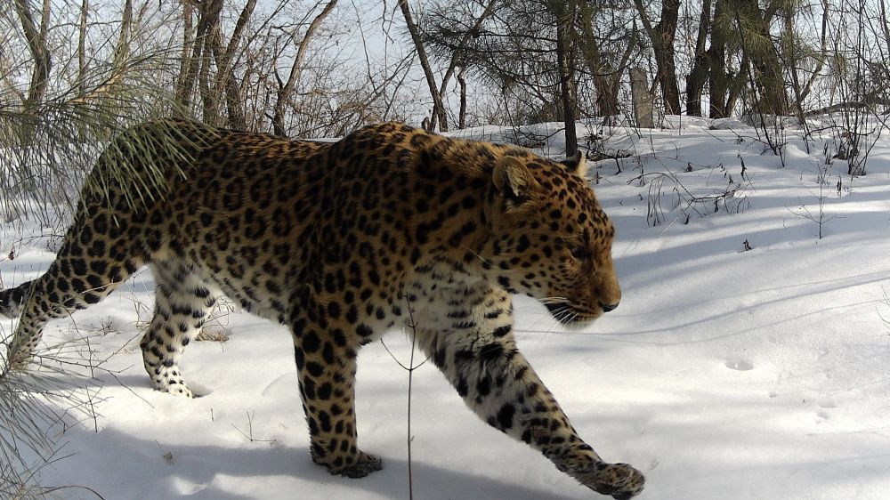 这是布设在甘肃子午岭省级自然保护区境内的红外相机拍摄到的华北豹活动画面（甘肃省庆阳市野生动植物保护站供图）