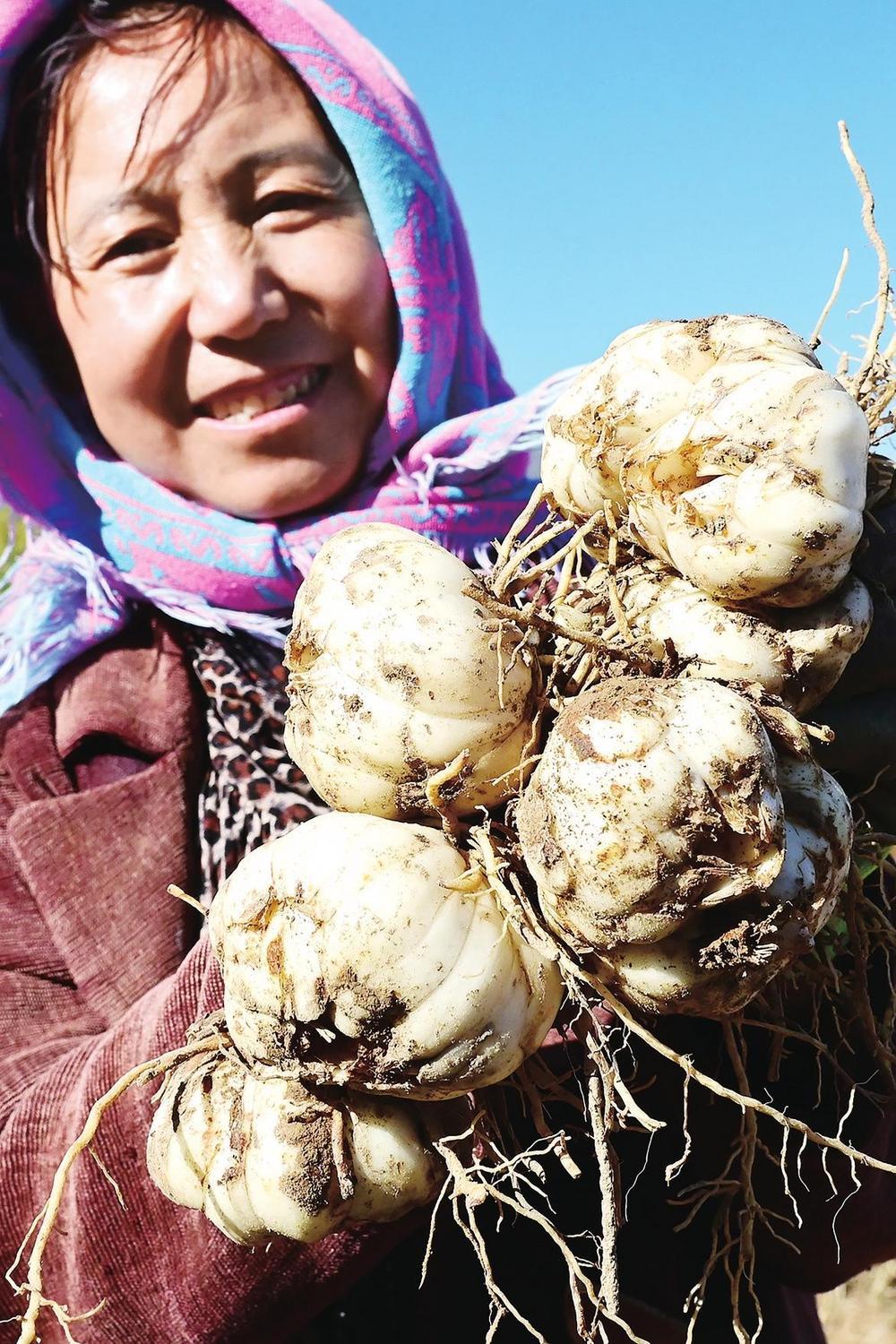 兰州市七里河区西果园堡子村的兰州百合,凭借瓣大肉厚、清甜细腻的独特优势畅销全国。