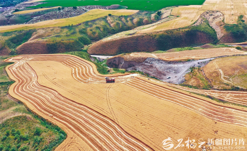 新源县则克台镇则克台村,大型收割机在麦田里作业(资料图片)。张文庭摄