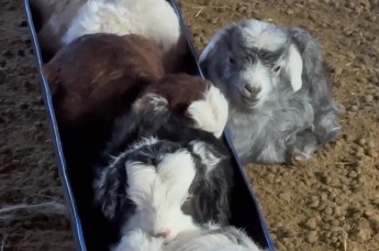 “草原幼儿园”午休现场 治愈力拉满的画面