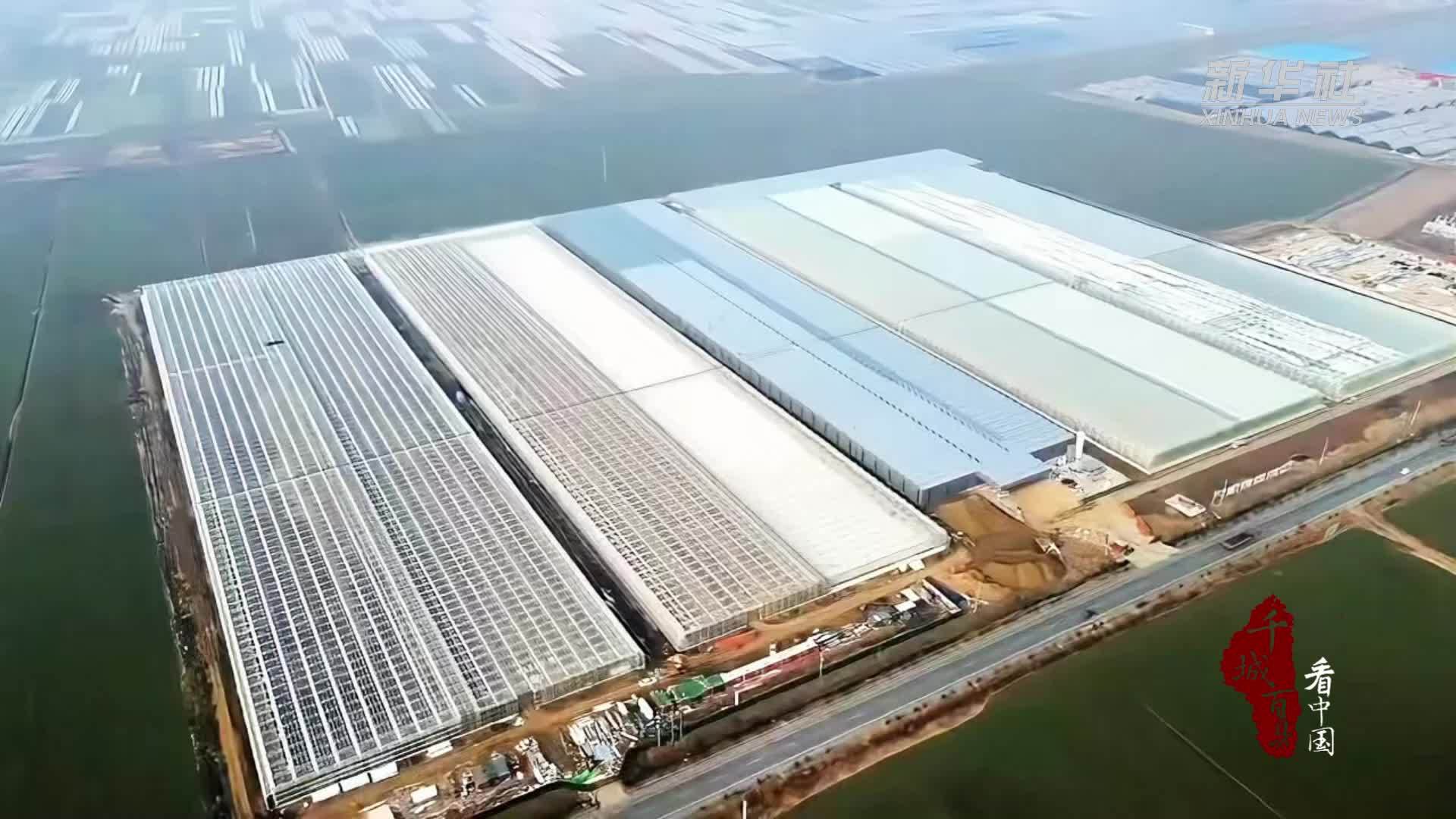 千城百县看中国｜山东兰陵：寒冬中的“花经济”