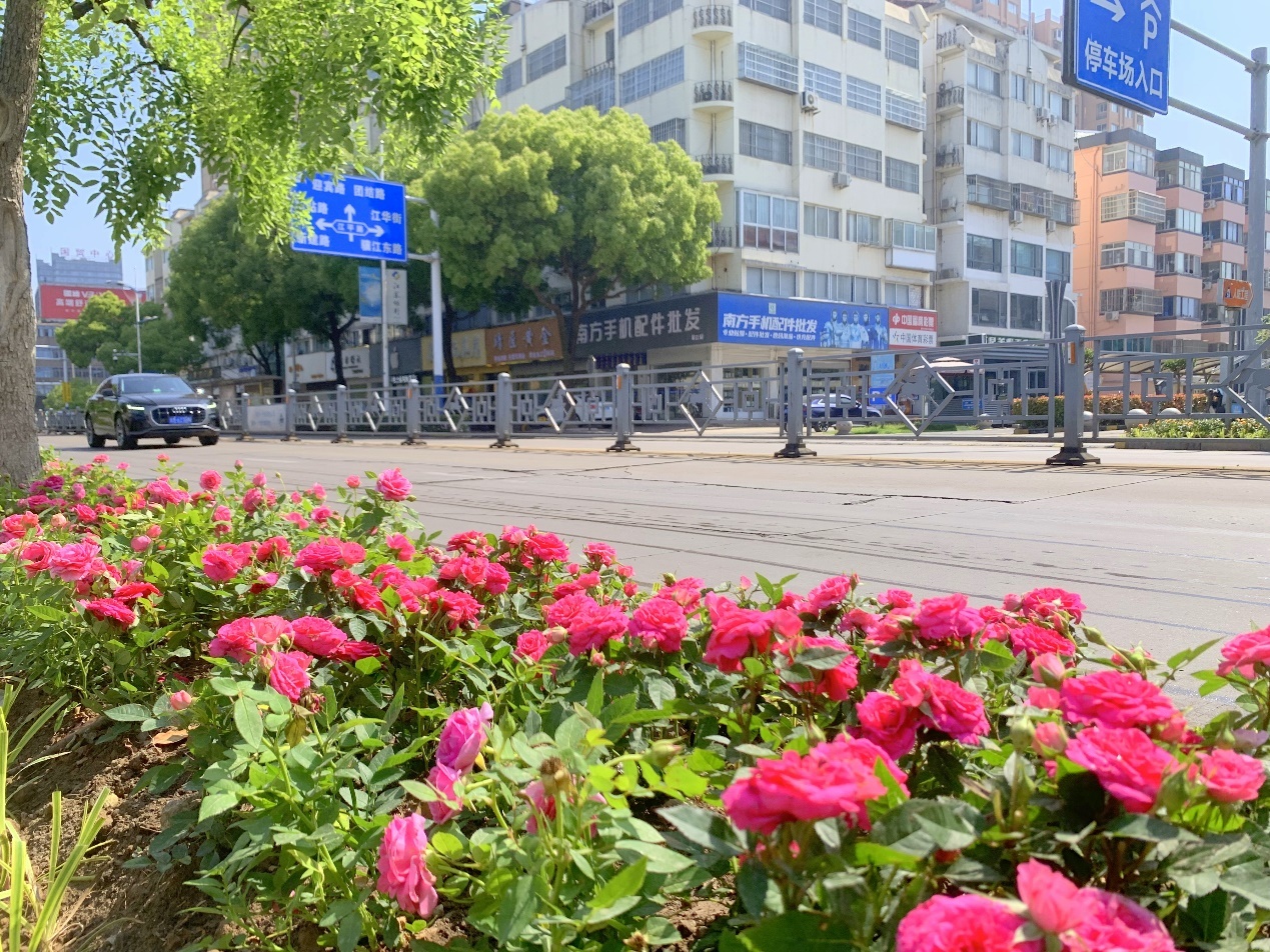 图为靖江市人民路绿化带花镜。
