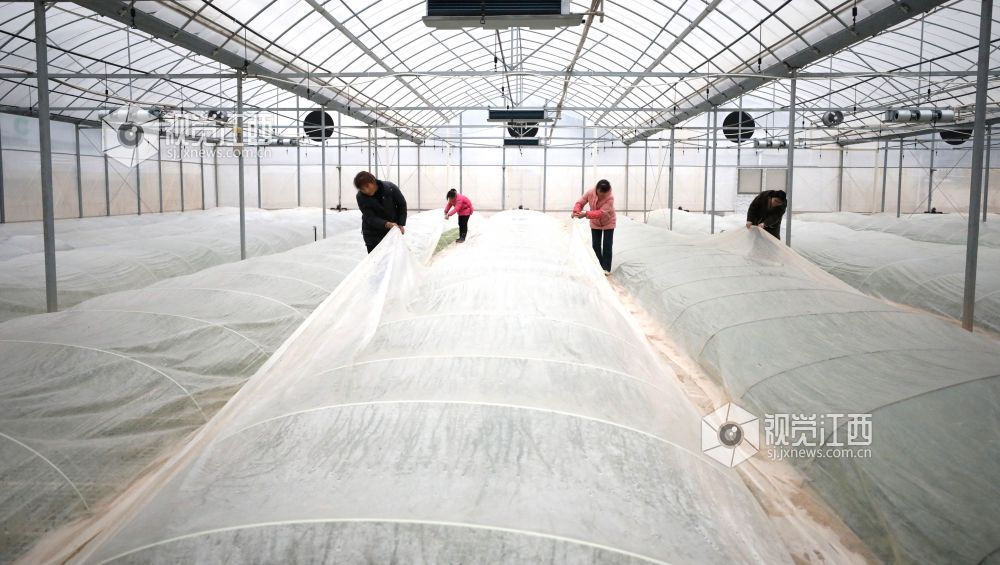 2026年1月20日,江西省吉安市峡江县砚溪镇农机农艺融合示范点,村民在为秧苗加盖薄膜。