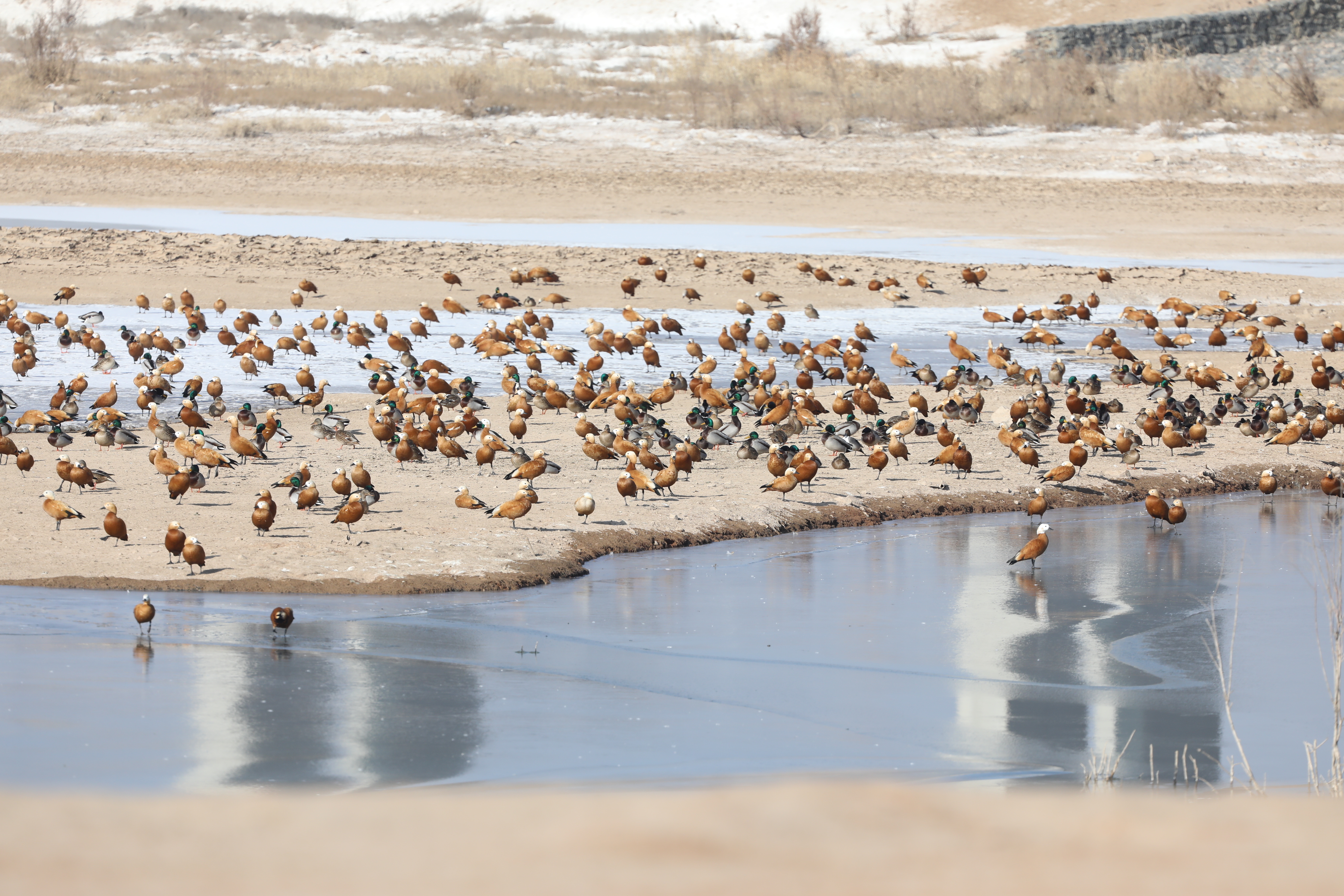 在秦王川国家湿地公园栖息的候鸟