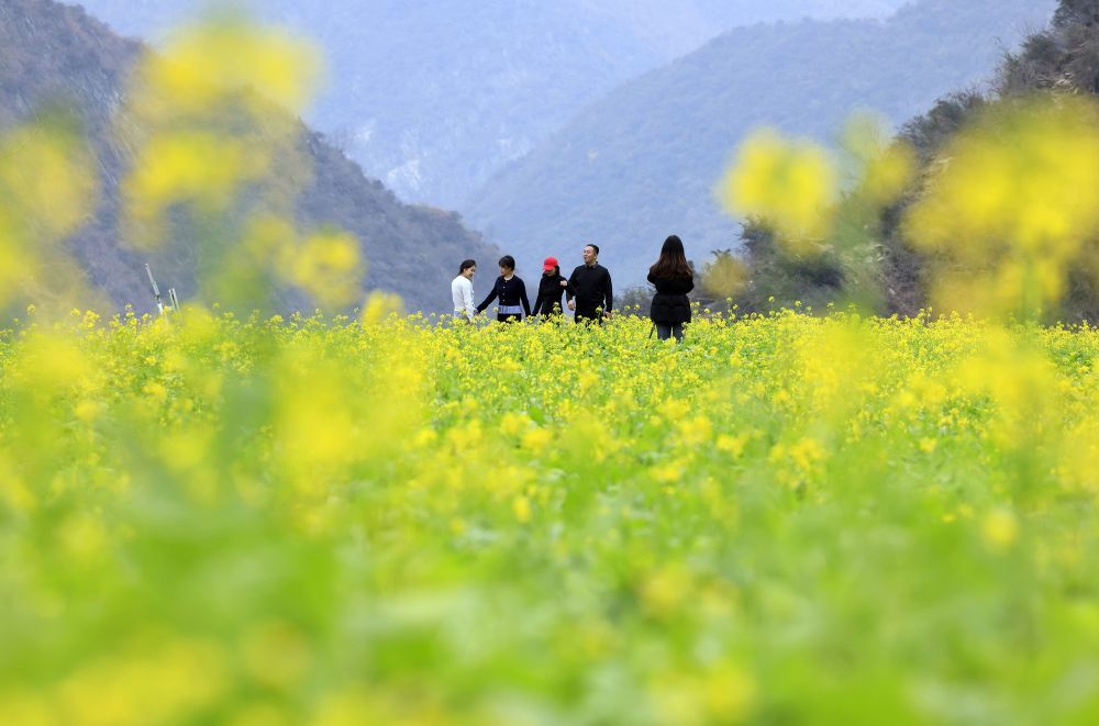 2025年12月19日,甘肃陇南市文县玉垒坪村油菜花开放,吸引游人前来观赏。冉创昌 摄