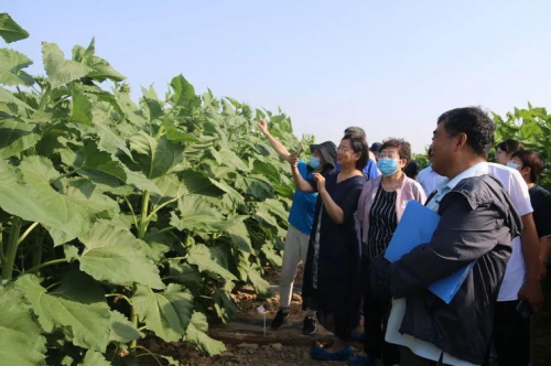 点击查看原始图片