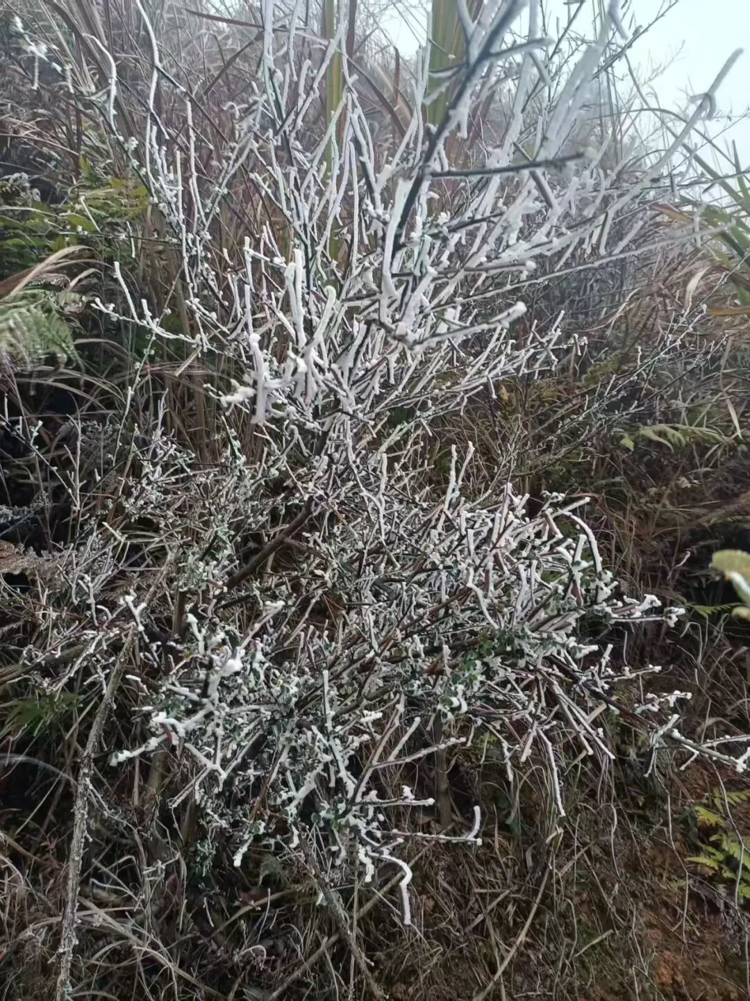 赣县韩坊镇黄坪村