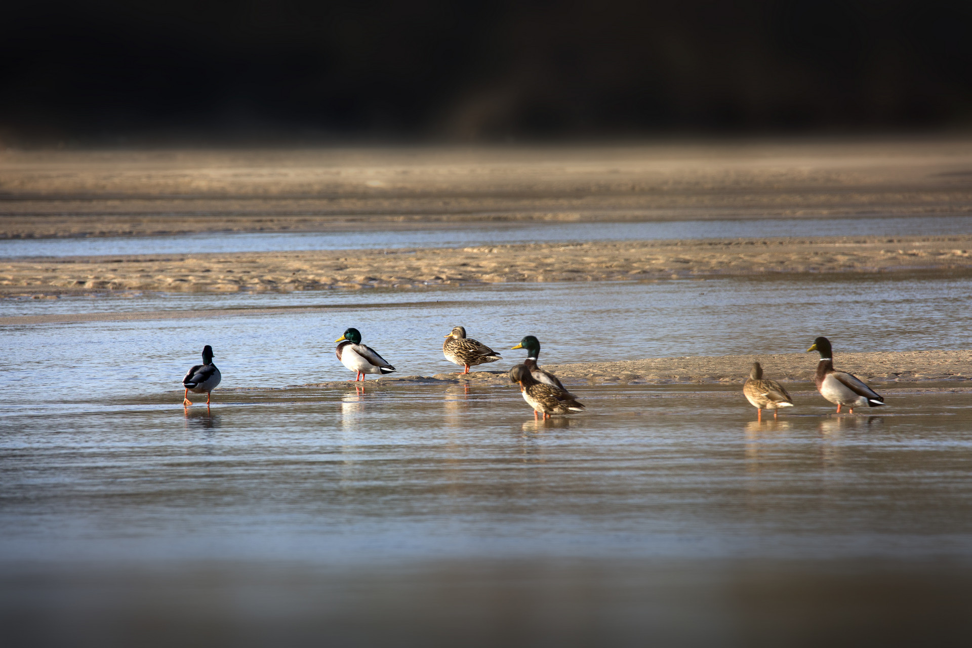 凝聚多方合作共识 城阳校社联动共绘湿地保护生态画卷