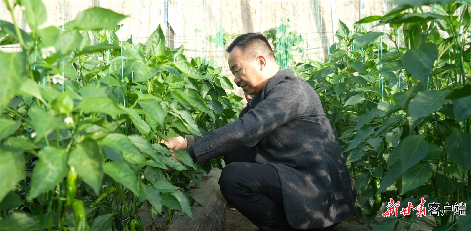 省人大代表李永旭查看作物长势