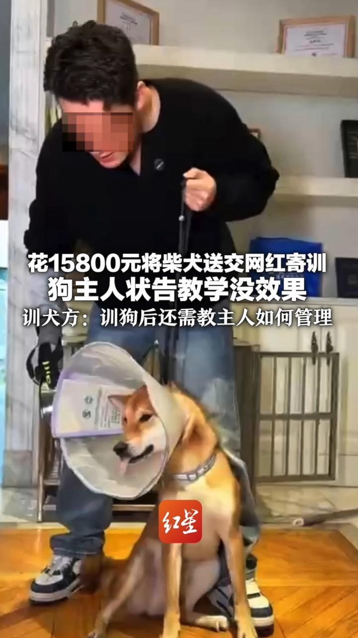 花15800元将柴犬送交网红寄训 狗主人状告教学没效果 法院判退还学费 训犬方：训狗后还需教主人如何管理