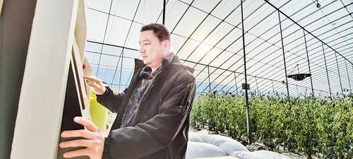 1月15日，雄安新区都市农业科技博览园内，工作人员通过智能种植管控系统为大棚里的农作物浇水。 本报记者 曹铮摄