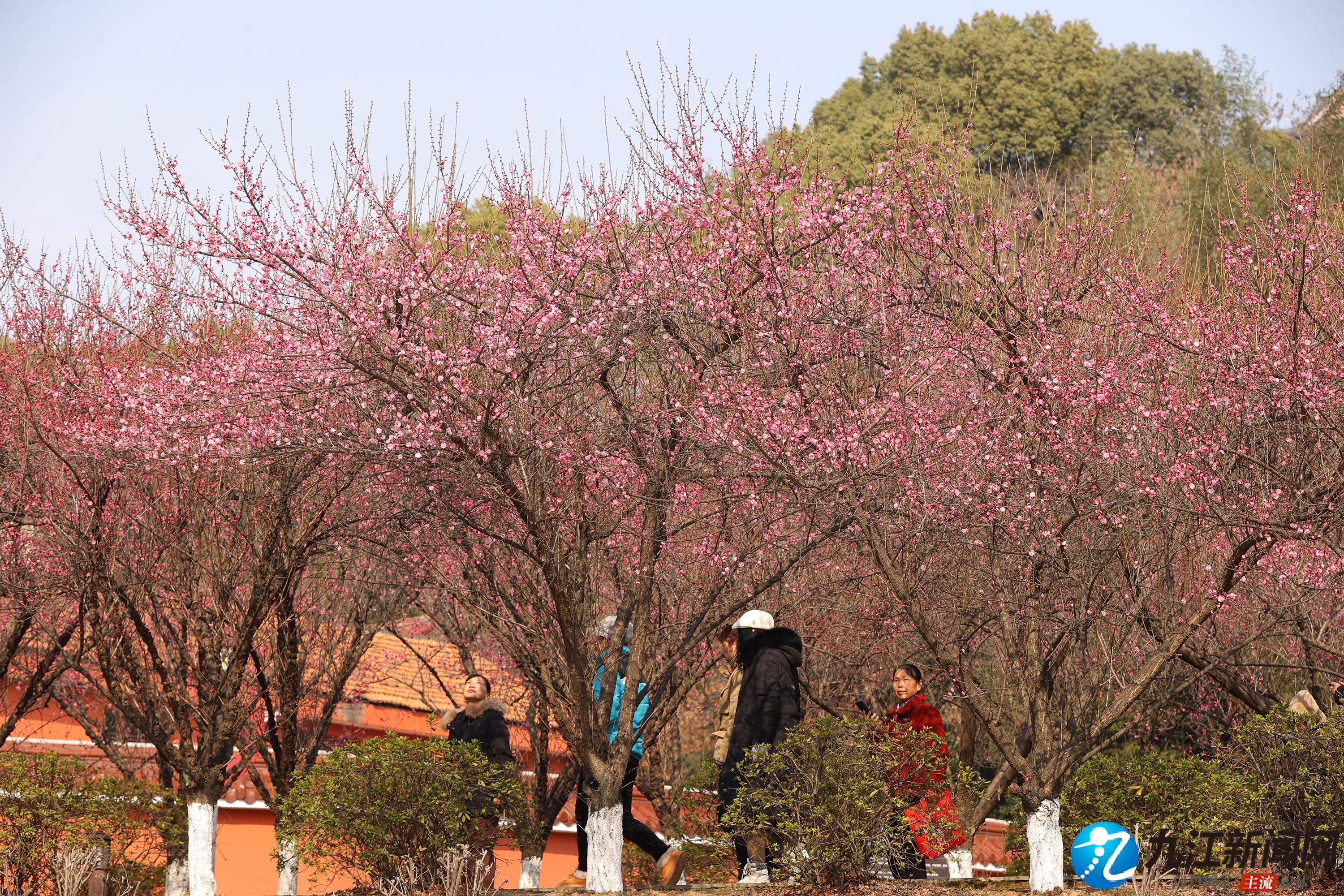 九江：梅花初绽 暗香浮动引客来（图）