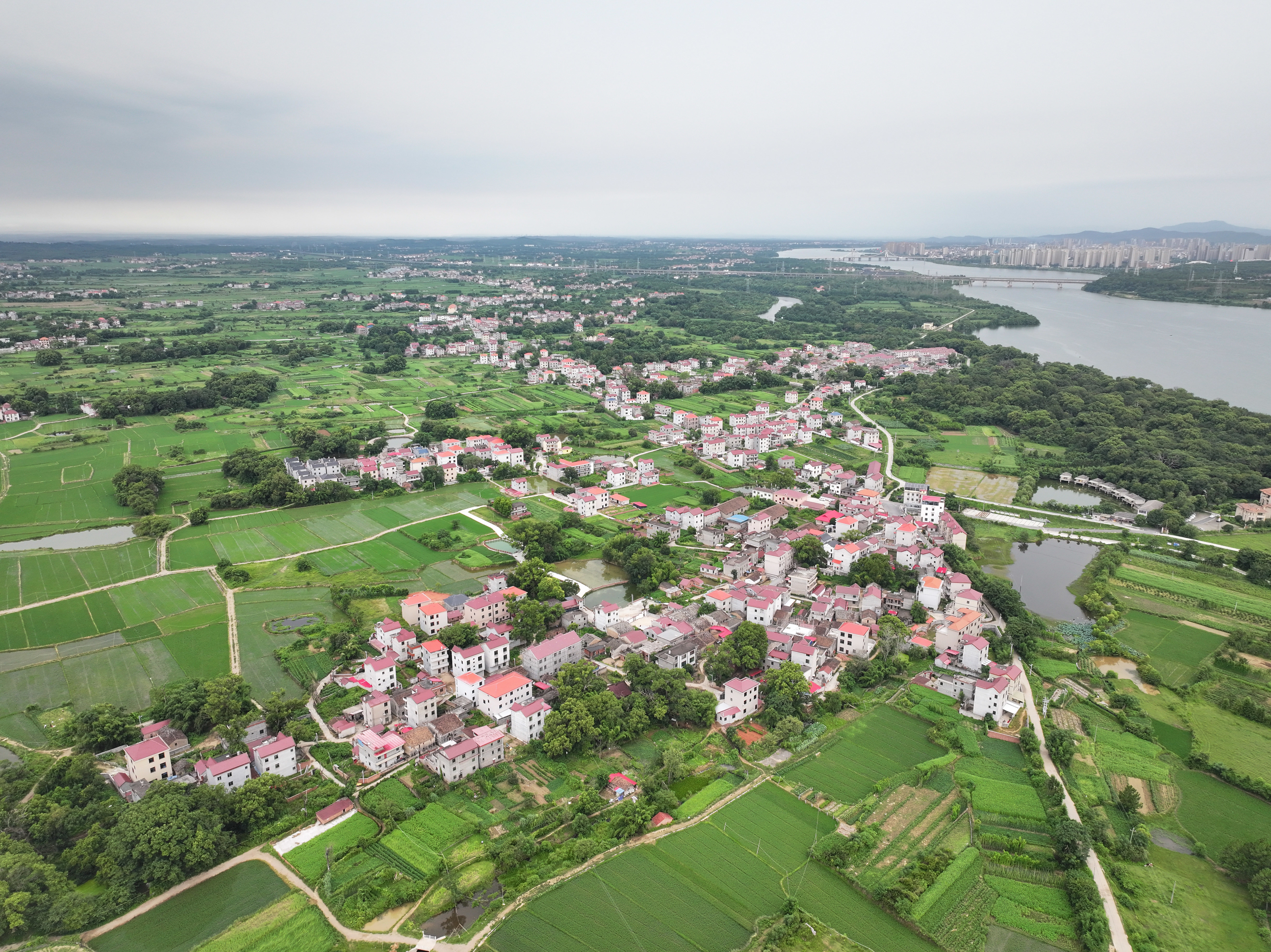 ▲2025年7月30日,航拍泰和县塘洲镇的村庄。村民依靠渡船可以快速到达对岸的沿溪镇和县城。