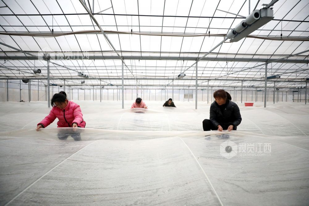 2026年1月20日,江西省吉安市峡江县砚溪镇农机农艺融合示范点,村民在为秧苗加盖薄膜。