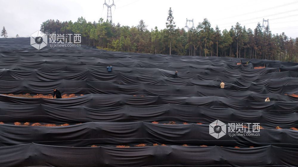 2026年1月20日,江西省吉安市峡江县砚溪镇虹桥村,村民在为果树加盖薄膜。