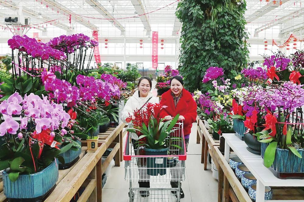 市民在兰州新区花卉交易中心选购蝴蝶兰、蜡梅等花卉