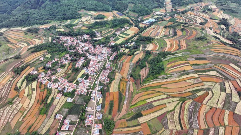 2025年6月24日,甘肃省陇南市礼县宽川镇万亩梯田里,金黄色的小麦、油菜,以及绿树掩映中的村庄,共同构成了一幅绚丽的夏日田园“丰”景图,美不胜收。冉创昌 摄