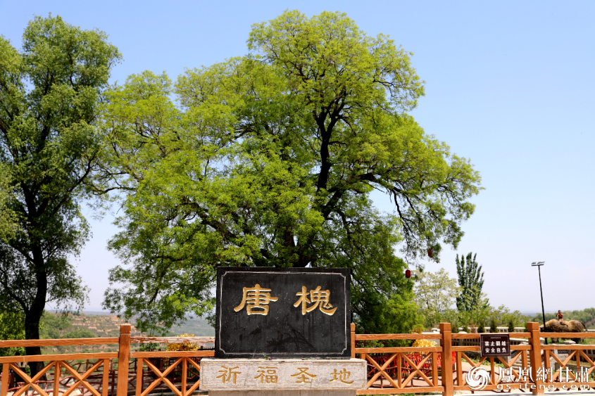 灵台县邵寨镇干槐树村唐槐