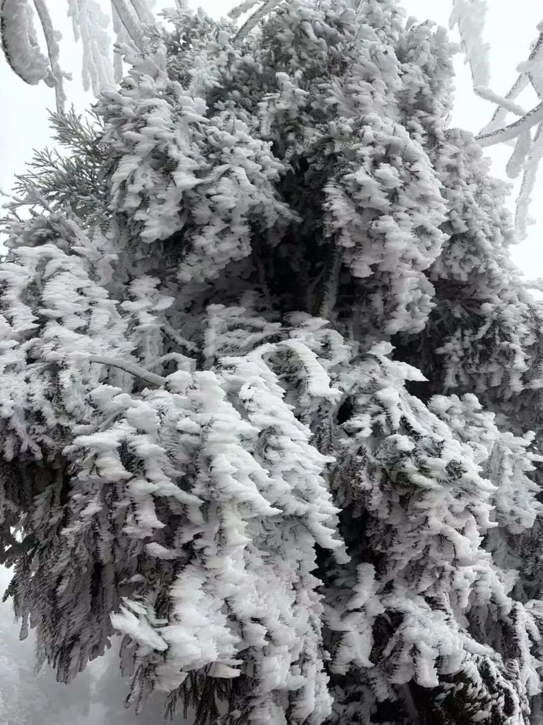 赣州峰山国家森林公园
