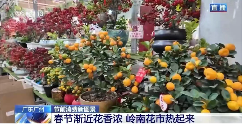 “花”样拉满！广东岭南花市，线上线下都有安排