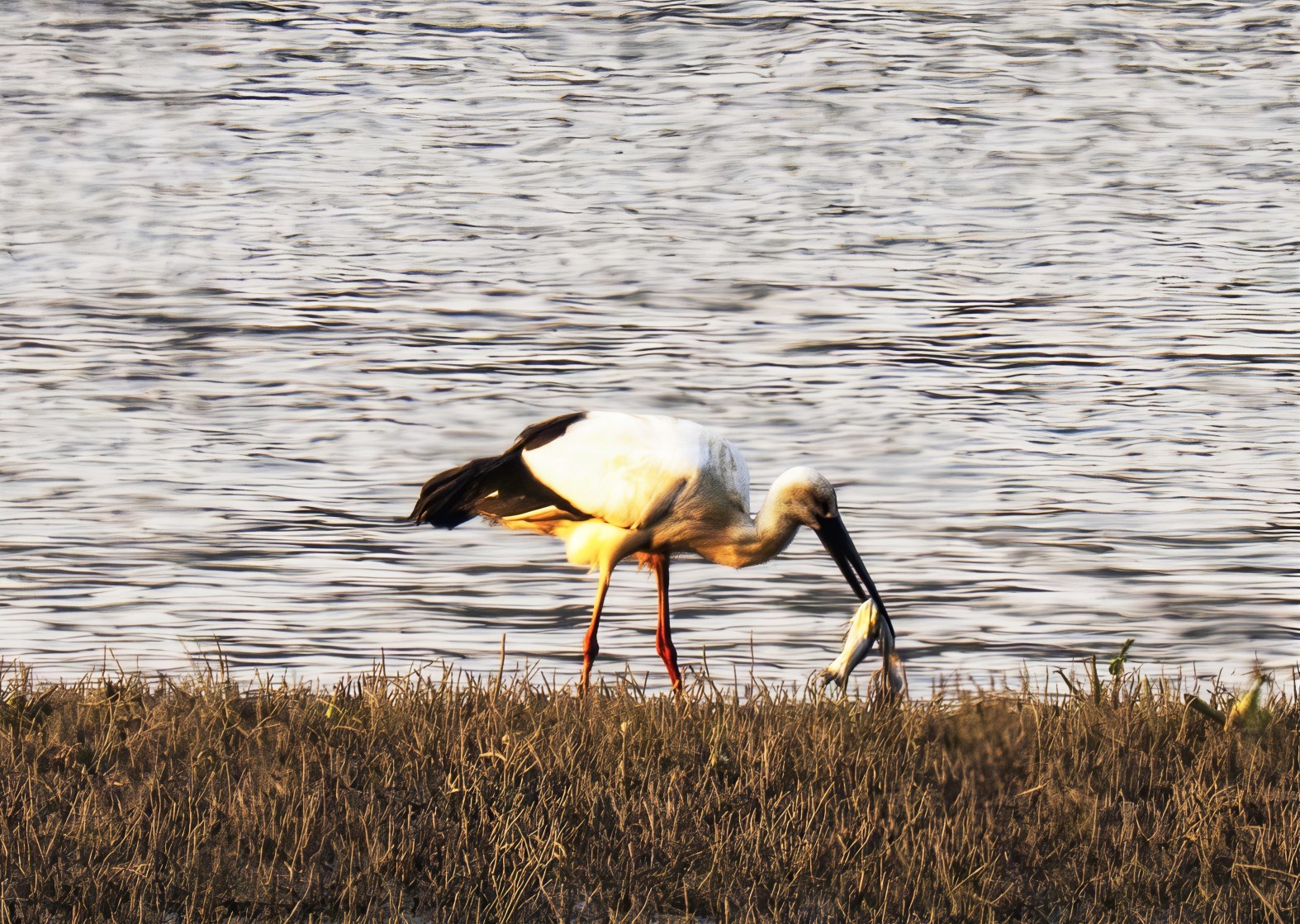 东方白鹳首次现身分宜袁河湿地
