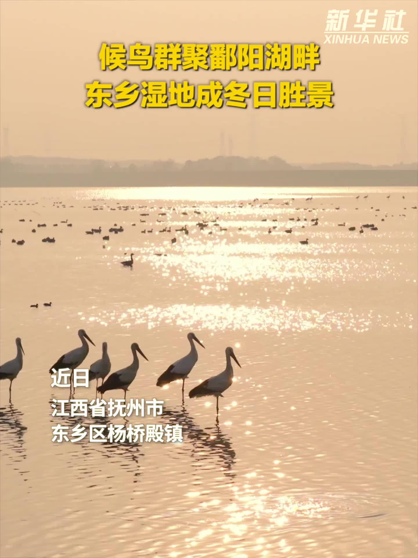 秀我中国｜候鸟群聚鄱阳湖畔 东乡湿地成冬日胜景